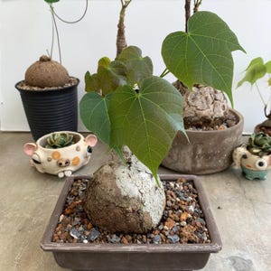 Firmiana colorata caudex exotique rare - plante succulente unique, faible entretien, parfaite pour les collectionneurs, cadeau de plantes tropicales d'intérieur et d'extérieur