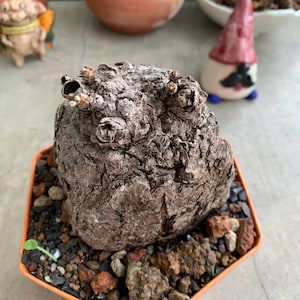 Firmiana Colorata, Rare Exotic Caudex Succulent, Striking Foliage, Tropical Indoor Outdoor Plant, Unique live plant for gardening, Plant pot