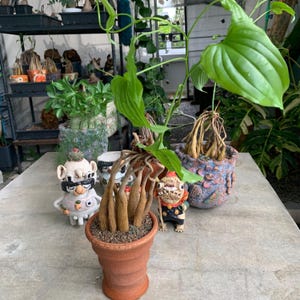 Op de afbeelding: Een Dioscorea elephantipes plant met een caudex met dikke, houtachtige, gestructureerde stengels en levendige groene hartvormige bladeren, geplant in een terracotta-kleurige pot, vergezeld door twee kleine keramische figuurtjes.