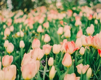 New York Tulips in Central Park Film Photography Fine Art Print