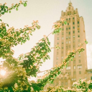 New York Twin Towers im Central Park Frühlingsblumen Film Fotografie Fine Art Print