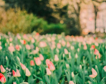 New York Tulips in Central Park Film Photography Fine Art Print