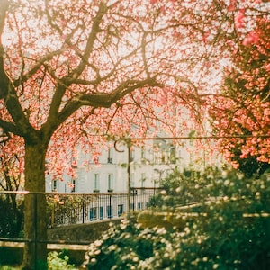 Paris Montmartre Pink Spring Flowers Film Photography Fine Art Print