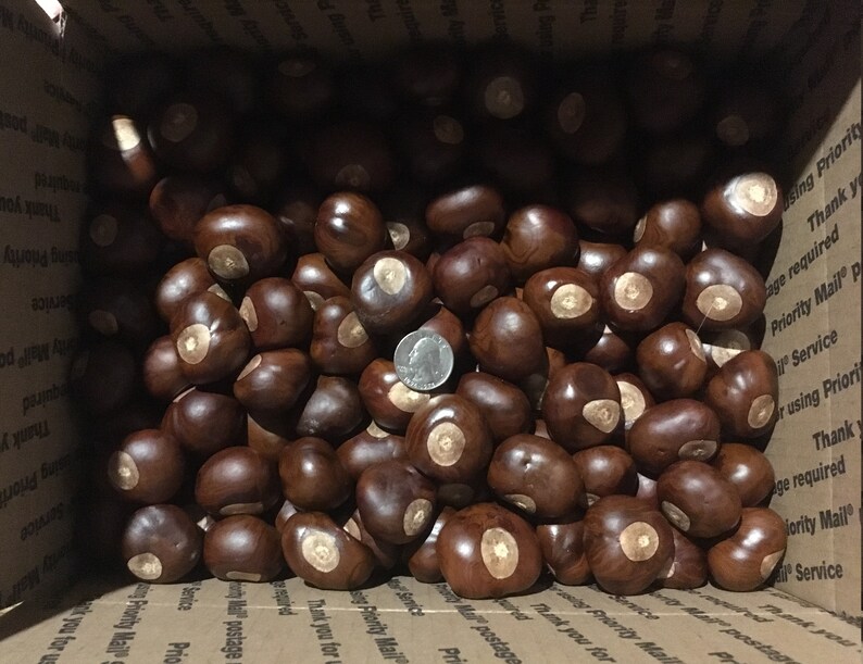 Horse Chestnut or Buckeye Nuts Box of 300 Etsy