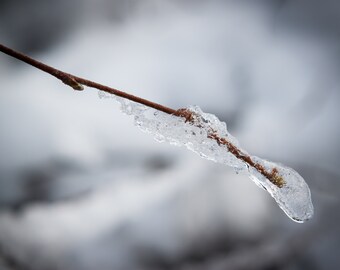 Birch and Ice