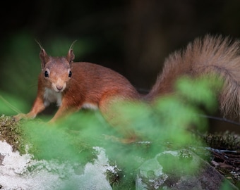 Red Squirrel (Mounted)