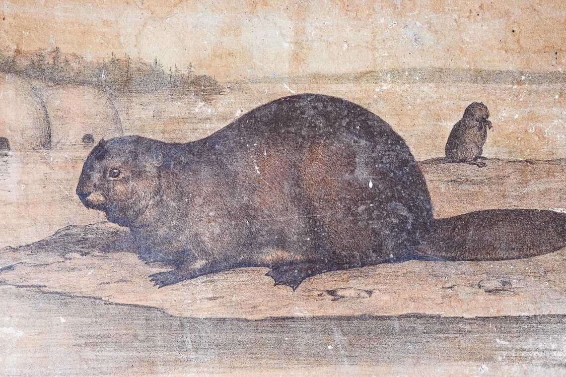 Antique French Beaver Educational School Poster Chart 35x48cm Natural ...