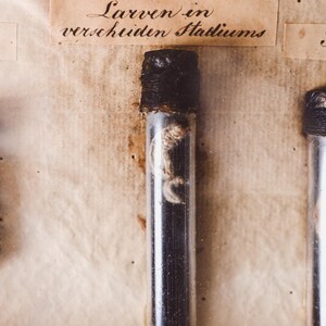 May include: A clear glass vial with a dark, textured cap, containing a specimen. The vial is set against a backdrop of aged paper with handwritten text, including the words "Larven in verscheiden Stadiums."