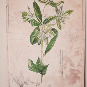 Vintage Flavania Botanical Watercolor Study - Floral Art Print, Nature Illustration, Home Decor