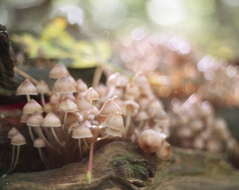 Mushroom nature