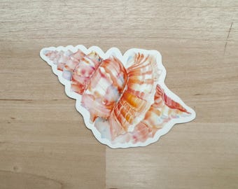 Weatherproof Seashell Sticker | Watercolor Beach Art