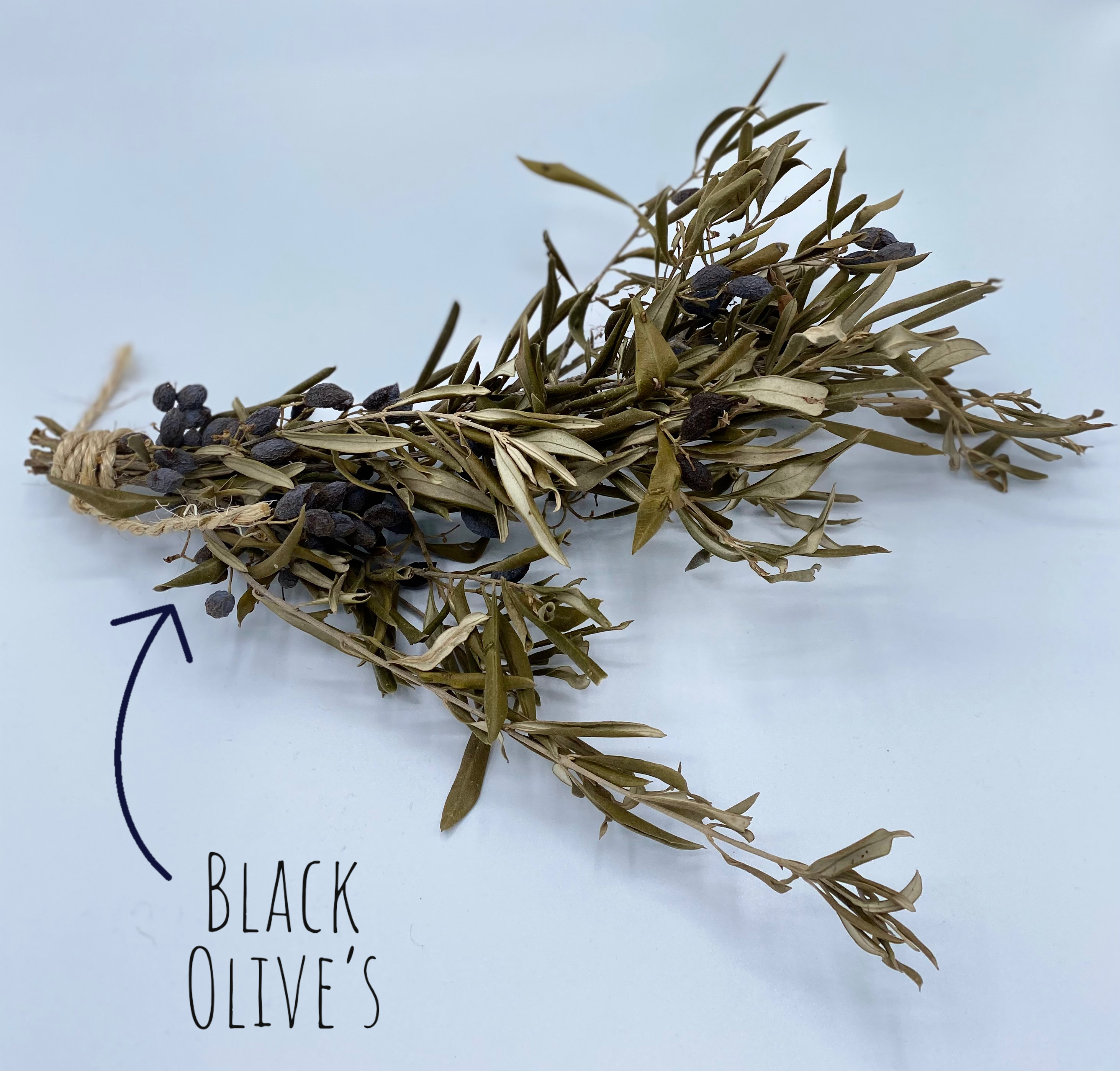 8 x Cyprus Dried Olive Branches 20cm long with dried black Etsy