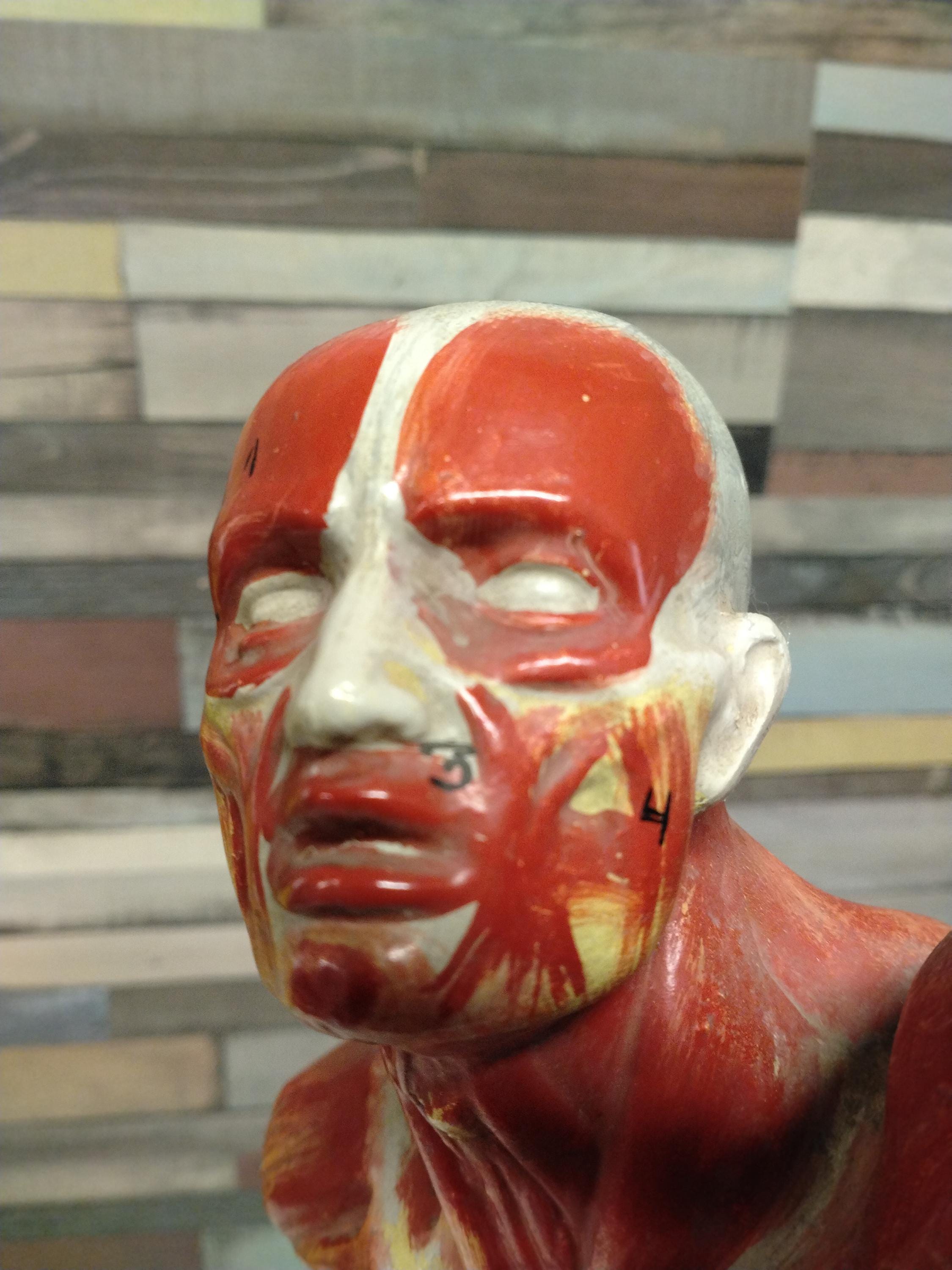 Ecorche - Etsy 日本