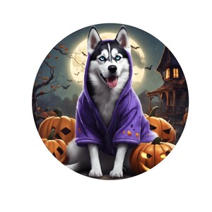 May include: A husky dog wearing a purple hooded sweater sits in front of a spooky Halloween backdrop with pumpkins. The dog has blue eyes and a pink tongue sticking out.