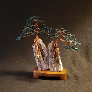 Evergreen Bonsai on Petrified Wood