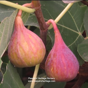 May include: Close-up of two ripe figs hanging from a branch with green leaves. The figs are teardrop-shaped, with a gradient of colors from yellow to deep purple. The image includes the text "Peaceful Heritage Nursery".