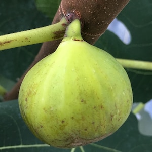 May include: A close-up of a green fig fruit hanging from a brown branch. The fig is a pale green color with small brown spots and a rounded shape. The background includes green leaves and a brown stem.