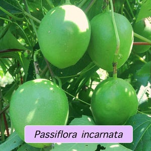 Hardy Passionfruit Seed - Passiflora incarnata - Naturally Grown