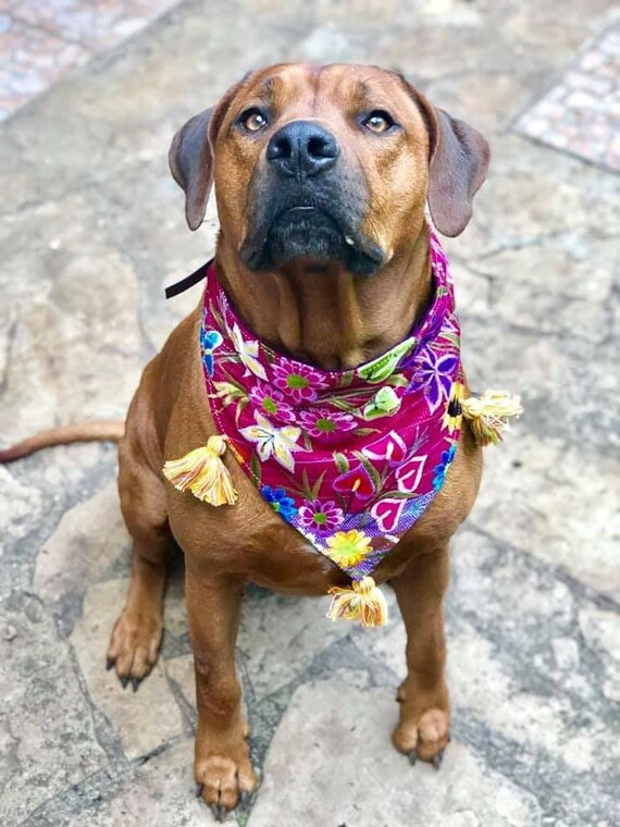 mexican dog bandana