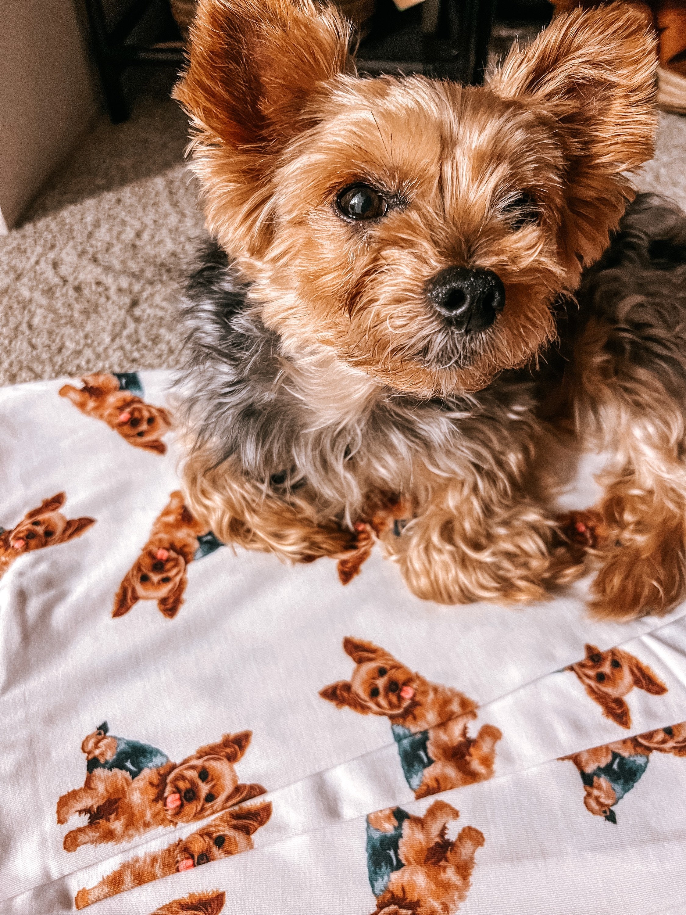 Yorkshire Terrier Pajama Set With Shorts for Women Yorkie Gift Yorkshire Pjs Yorkie Pajamas for Her Dog Lover Gifts Pajamas for Mom Etsy UK