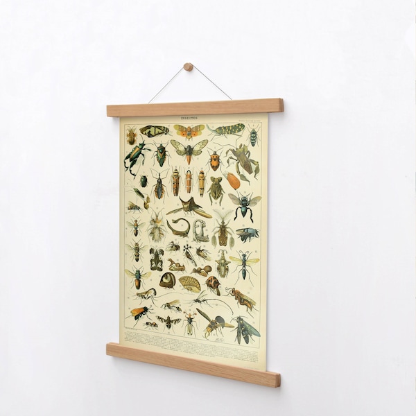 Vintage Insect Antique Print, Larousse Beetles Bugs Entomology Home Decor, Entomology Chart, Wall Art, Framed Fine Art Print