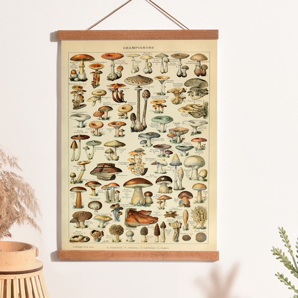 Art de champignon, impression de cuisine, art de champignons, impression antique de Larousse, décor de cuisine à la maison, affiche de nourriture, art botanique, art de mur de cru