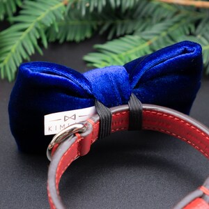 May include: A red leather dog collar with a blue velvet bow tie attached. The bow tie has a white tag with the text "KIM" and a bowtie symbol.