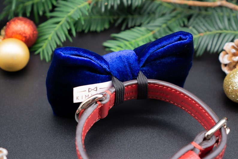 May include: A red leather dog collar with a blue velvet bow tie attached. The bow tie has a white tag with the text "KIM" and a bowtie symbol.