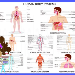 Menselijk lichaam - The Scholar In Me Human Body Digitale PDF, JPEG download afdrukbaar