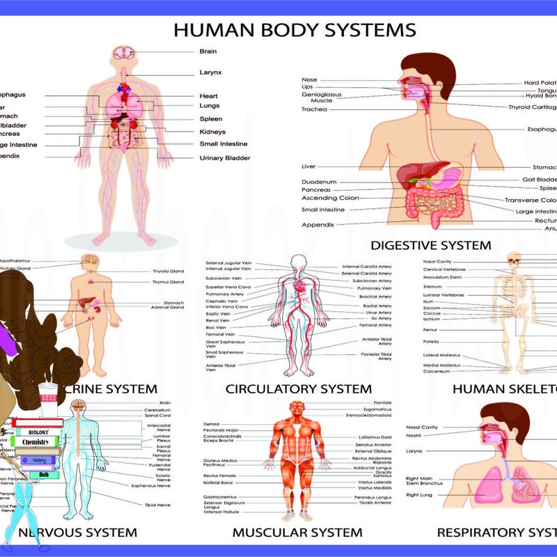 Human Body Etsy
