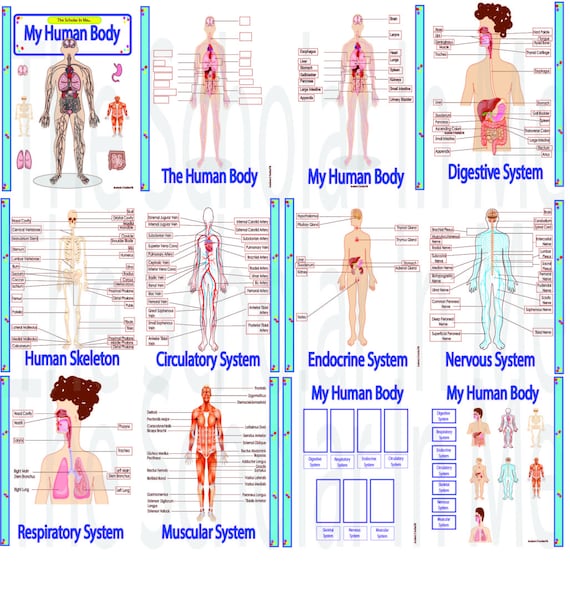 Anatomy And Health Charts Free Printable Pdf Files Human Anatomy