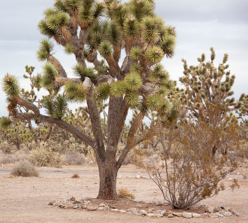 Joshua Tree - Etsy