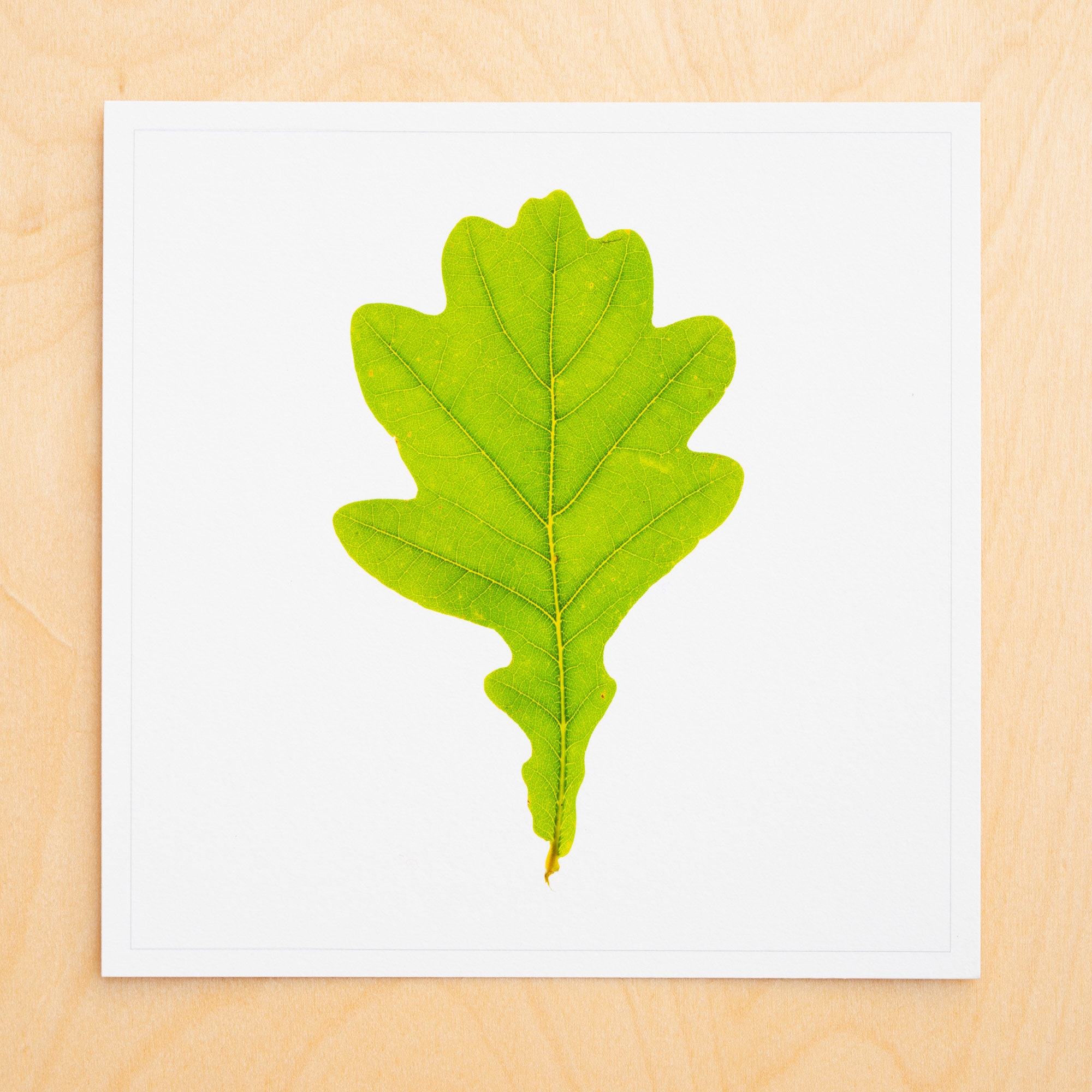 Oak Leaf Print Handmade Botanical Art Small Wall Art | Etsy