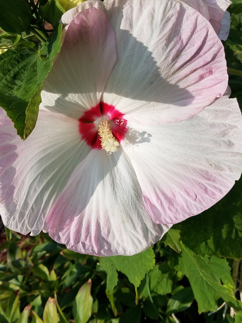 50 Assorted HARDY Luna Hibiscus Seeds Etsy