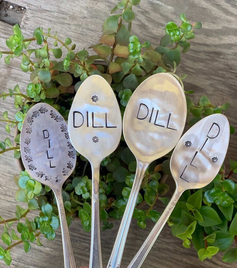 Pode incluir: Quatro colheres de prata com a palavra "DILL" gravada nelas. As colheres est&atilde;o dispostas em c&iacute;rculo e s&atilde;o cercadas por plantas verdes.