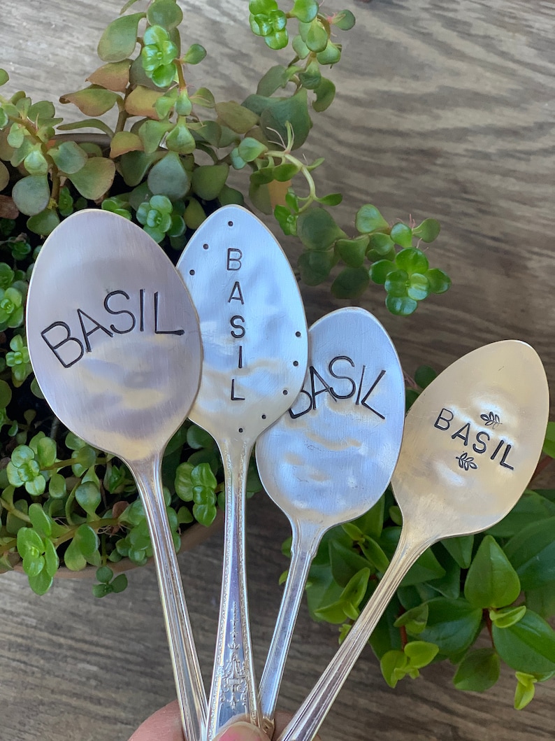 Pode incluir: Quatro colheres de prata com a palavra "BASIL" escrita nelas. As colheres s&atilde;o usadas como marcadores de plantas em um jardim.