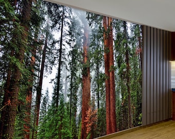 Papier peint mural Forêt de séquoias verts, Arbres de séquoia brumeux, Autocollant / Intissé