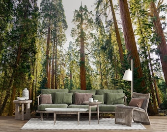 Sequoia Forest Wallpaper Mural – Sunny Redwood Trees, Peel and Stick