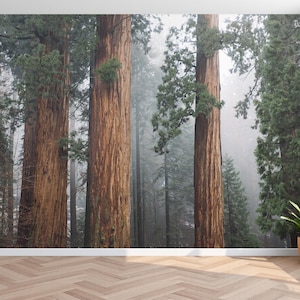 Sequoia Forest Wallpaper Mural – Misty Redwood Trees Wall Mural - Tall Trees Forest Mural - Peel and Stick / Traditional Nature Wallpaper
