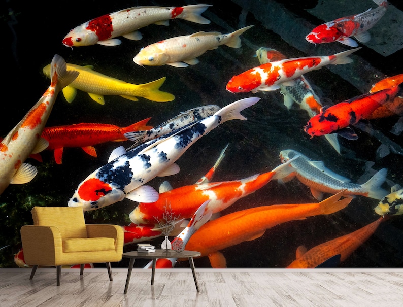 Op de afbeelding: Een groep kleurrijke koi-karpers die in een vijver zwemmen. De vissen zijn in verschillende tinten rood, oranje, wit en zwart. De vijver is donker en de vissen staan centraal in de afbeelding.