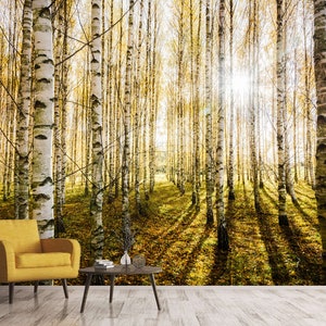 Birch Grove Sunlight Wall Mural Peel and Stick Wallpaper Birch Tree Forest Sunset Wallpaper Fall Forest Wallpaper Autumn Tree Wallpaper