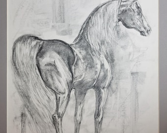 Original Arabian Horse Graphite Drawing, Signed Equine Art (16x11")
