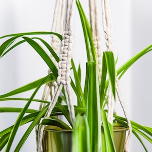 May include: A green plant with long, thin leaves hangs in a gold pot from a white macrame plant hanger.