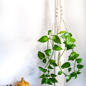 Könnte beinhalten: Ein weißer Makramee-Pflanzenhänger mit einer grünen Topfpflanze, die daran hängt. Die Pflanze hängt in einer Ecke eines weißen Raumes. Ein Holzregal mit einem braunen Diffusor und kleinen Flaschen befindet sich unter der Pflanze.