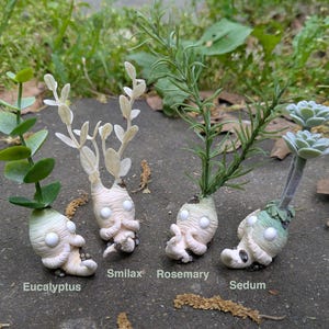 Pale Root Buddies | Curiosities & Oddities