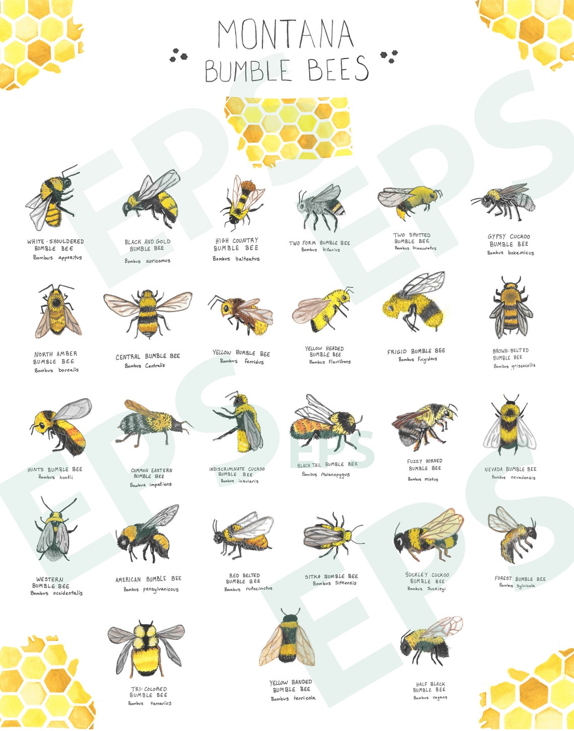 Montana Bumble Bees Poster Watercolor print Bee Keeper Etsy