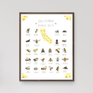 May include: A white poster with a brown frame and a yellow outline of the state of California. The poster features an illustration of 27 different types of California bumble bees with their names and scientific names listed below each bee. The poster title reads "California Bumble Bees".