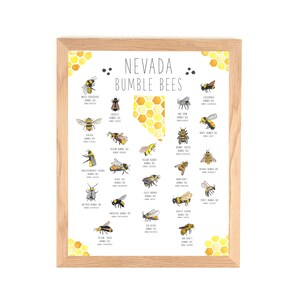 Nevada Bumble Bees Poster- Watercolor print- Bee Keeper Gifts - Species Chart