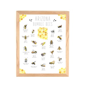 Arizona Bumble Bees Poster- Watercolor print- Bee Keeper Gifts - Species Chart