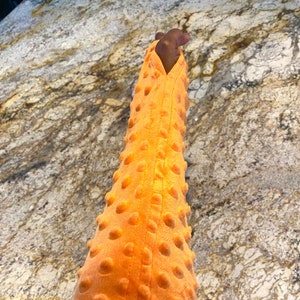 May include: An orange, cone-shaped plush toy with a textured surface of small, rounded bumps. The interior is a darker brown color. The toy is shown against a speckled, light-colored surface.